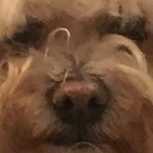 Meet your Posher, Andre